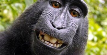Care este diferența dintre maimuțe și primate?