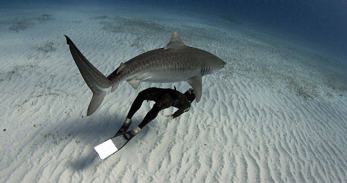 Curiozitati despre rechini - Electroreceptie