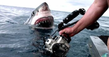 10 curiozități despre rechini, ucigașii silențioși din oceanele lumii