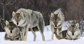 15 lucruri pe care nu le știai despre lupi, creaturile enigmatice ale pădurii