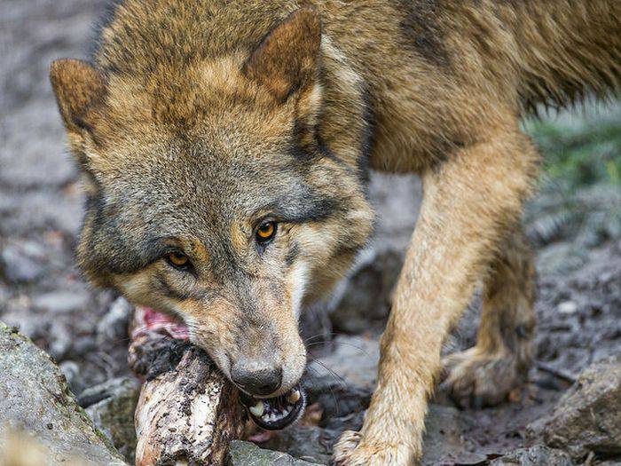 financial Expression Familiar 15 curiozități despre lupi, creaturile enigmatice ale pădurii -  Curiozitate.ro