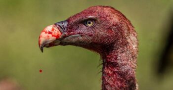 De ce vulturii nu se îmbolnăvesc, deși consumă cadavre în stare avansată de putrefacție?