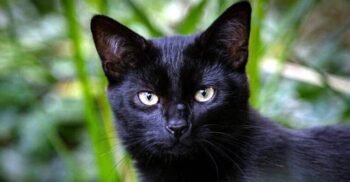 Cum a apărut mitul conform căruia pisicile negre aduc ghinion?