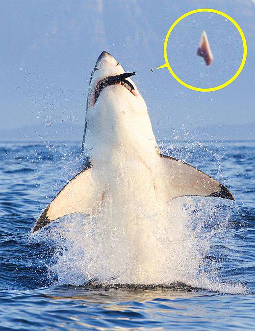 Cum își prind rechinii prada