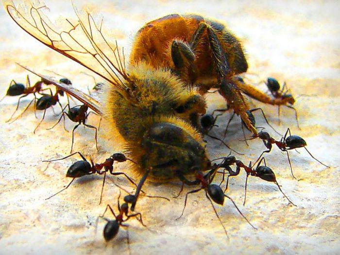 Ce mănâncă furnicile