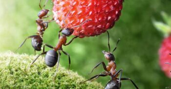 Ce mănâncă furnicile? Cum funcționează o fermă de ciuperci creată de furnici?