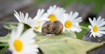 Șoarecii pot deosebi o fotografie de lucrul real. Ce au mai dezvăluit noi experimente?