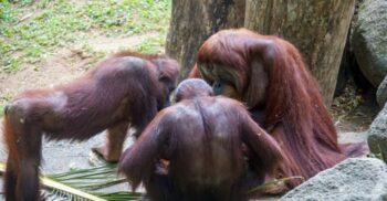 „Vocabularul” maimuțelor, modelat de interacțiunile sociale, la fel ca la oameni