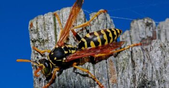 Cercetătorii au descoperit 16 noi specii de viespi care se ascundeau chiar sub ochii noștri