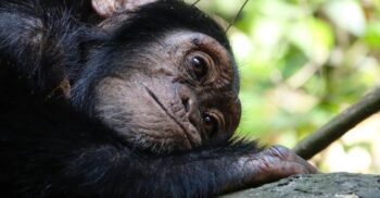 Cimpanzeii recunosc craniile din propria specie. Cum își „plâng” aceștia morții?