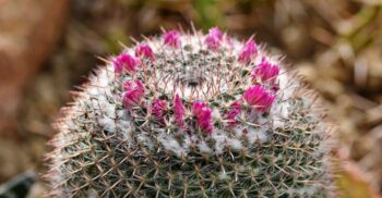 Mai multe specii de cactus, în pragul dispariției din cauza încălzirii globale