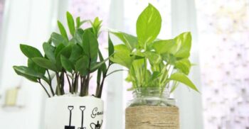 Cum să alegi o plantă sănătoasă atunci când o cumperi din magazin?