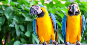 De ce trăiesc papagalii atât de mult? Secretul longevității lor, potrivit unui studiu
