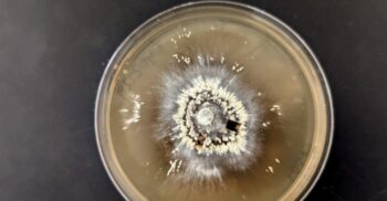 Microbii din pădure care pot supraviețui mega-incendiilor. Ce spun cercetătorii?