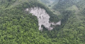 O pădure antică, descoperită în China: speciile noi pe care le adăpostește