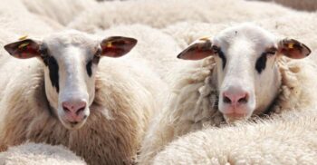 Pășunatul oilor sub panouri solare poate crește cantitatea și calitatea lânii