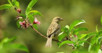 Aplicația care identifică păsările după cântecul lor deschide noi căi pentru știința participativă