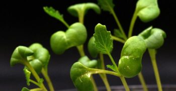 Biologia se reinventează: cum se cresc acum plante fără lumină