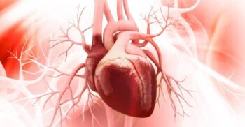 Cercetătorii au creat un ventricul perfect funcțional: cum ar putea ajuta studiul bolilor de inimă, în viitor