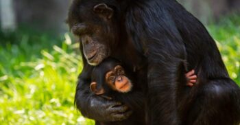 Cimpanzeii își poartă cu ei puii morți și deplâng pierderea lor la fel ca oamenii