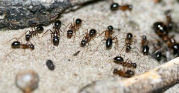 Coloniile de furnici se comportă ca o rețea neurală: ce arată o nouă cercetare