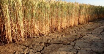 Europa, afectată de secetă gravă: avertismentul Comisiei Europene pentru bătrânul continent