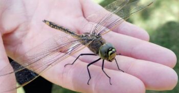 S-ar putea să te gândești de două ori înainte să ucizi o insectă: ce trăsătură profund umană ar avea