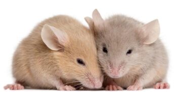 Șoarecii au fost clonați printr-o metodă inedită: ce au realizat oamenii de știință