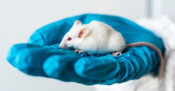 Studiu: ce s-a întămplat cu șoarecii hrăniți cu mâncare grasă timp de 30 de săptămâni