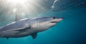 Tot ce trebuie să știi despre rechinii mako. Cât de periculoși sunt, de fapt, pentru oameni?