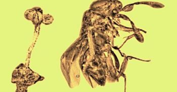 Un microunivers vechi de 30 de milioane de ani. Ce dezvăluie o viespe, o floare și o muscă prinse în chihlimbar?