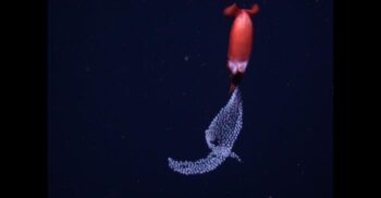 VIDEO Comportamentul bizar al unui calamar în adâncurile oceanului: ce face creatura