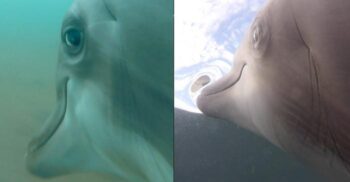 Ce s-a întâmplat după ce Marina SUA a atașat camere video de mai mulți delfini?