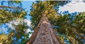Cel mai bine protejat copac din lume (Video). Dacă te apropii de el, vei fi amendat și vei face închisoare!