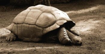 Cum a reușit o țestoasă uriașă să oprească mai multe trenuri (Foto)
