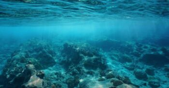 Cum afectează zgomotul viața de pe fundul mării?