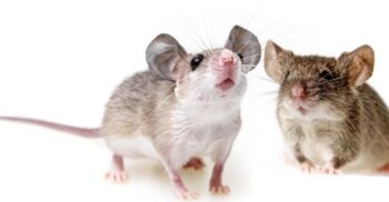 Oamenii de știință au făcut un experiment bizar cu șoareci: ce au descoperit