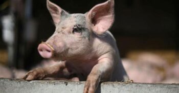 Oamenii de știință, cu un pas mai aproape de „învierea morților”: ce experiment au făcut pe porci și le-a reușit