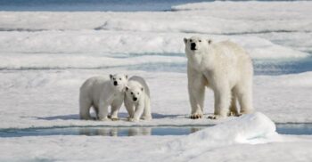 Test de cultură generală. De ce au urșii polari blana albă?