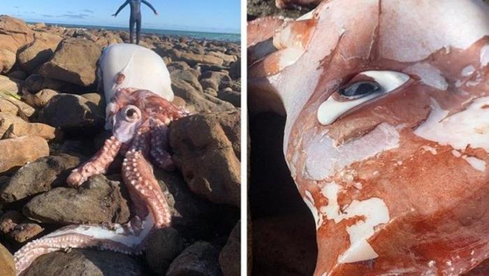Calamar uriaș descoperit în Cape Town, Africa de Sud