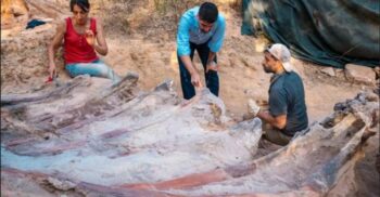 A fost descoperit cel mai mare schelet de dinozaur din Europa
