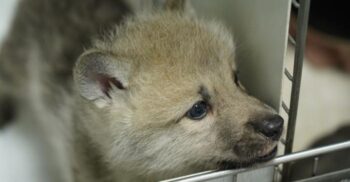 Chinezii vor să fie primii la toate: au clonat primul lup arctic, cum au reușit