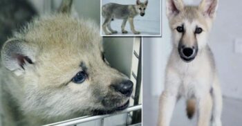 Primul lup arctic clonat din lume s-a născut în China. Cum l-au adus la viață oamenii de știință