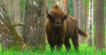 Reintroducerea bizonilor crește diversitatea plantelor și rezistența la secetă, arată un studiu
