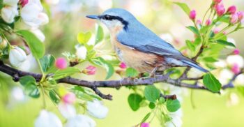 Cântecul păsărilor este benefic pentru sănătatea noastră mintală