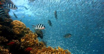 Cercetătorii vor ca oceanul să fie considerat ființă vie și să aibă drepturi