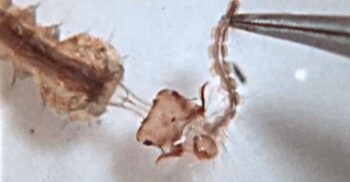 Larvele de țânțari își prind prada într-un mod inedit: își folosesc capul precum un harpon