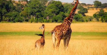 Test de cultură generală. Ce înălțime are un pui de girafă la naștere?