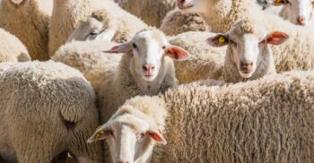 Ce s-ar întâmpla dacă oile ar conduce lumea: studiul cercetătorilor care te va amuza, dar îți va da și de gândit
