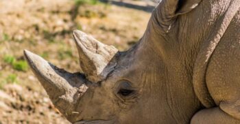 Coarnele de rinocer au devenit mai scurte în ultimul secol